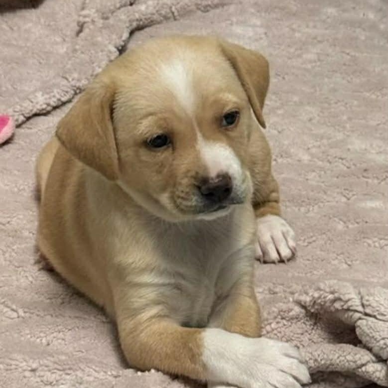 Enlarge Gidget, a ADOPTABLE mixed breed in Elkton, MD image 1/3