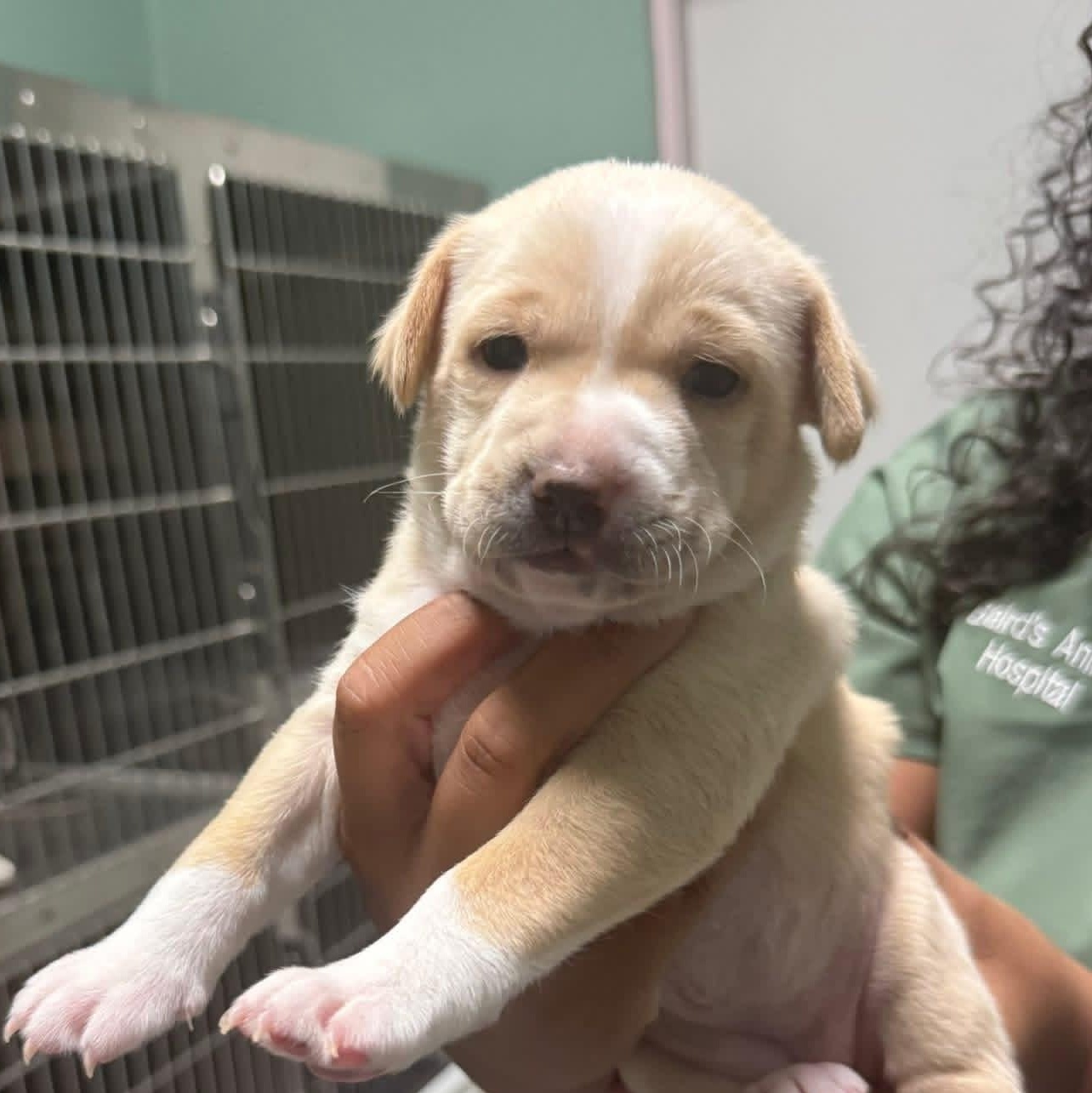 Enlarge Gidget, a ADOPTABLE mixed breed in Elkton, MD image 2/3