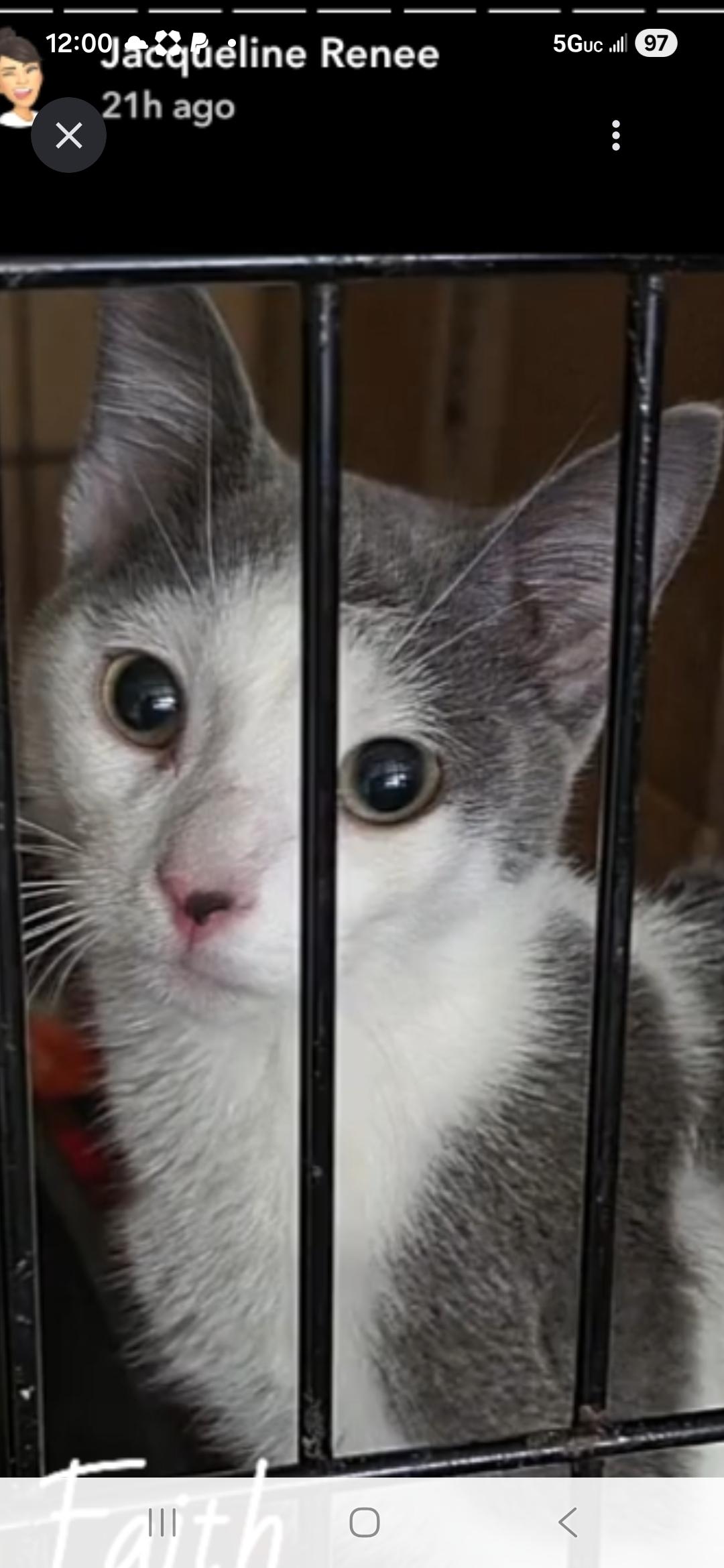 Freddie, ADOPTABLE, Kitten Male Domestic Short Hair.