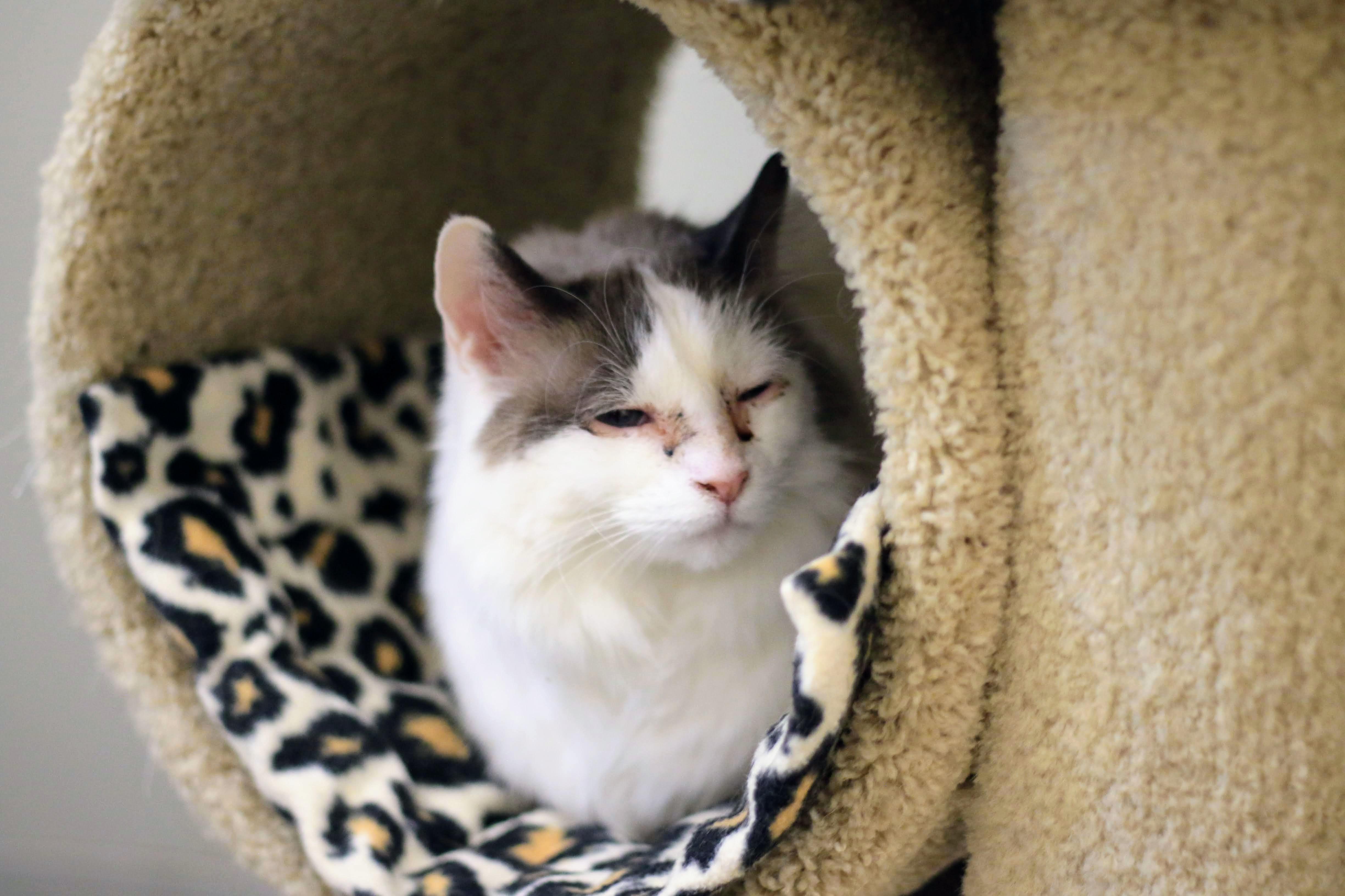 Phoebe, an adoptable Domestic Medium Hair in Boise, ID, 83709 | Photo Image 4