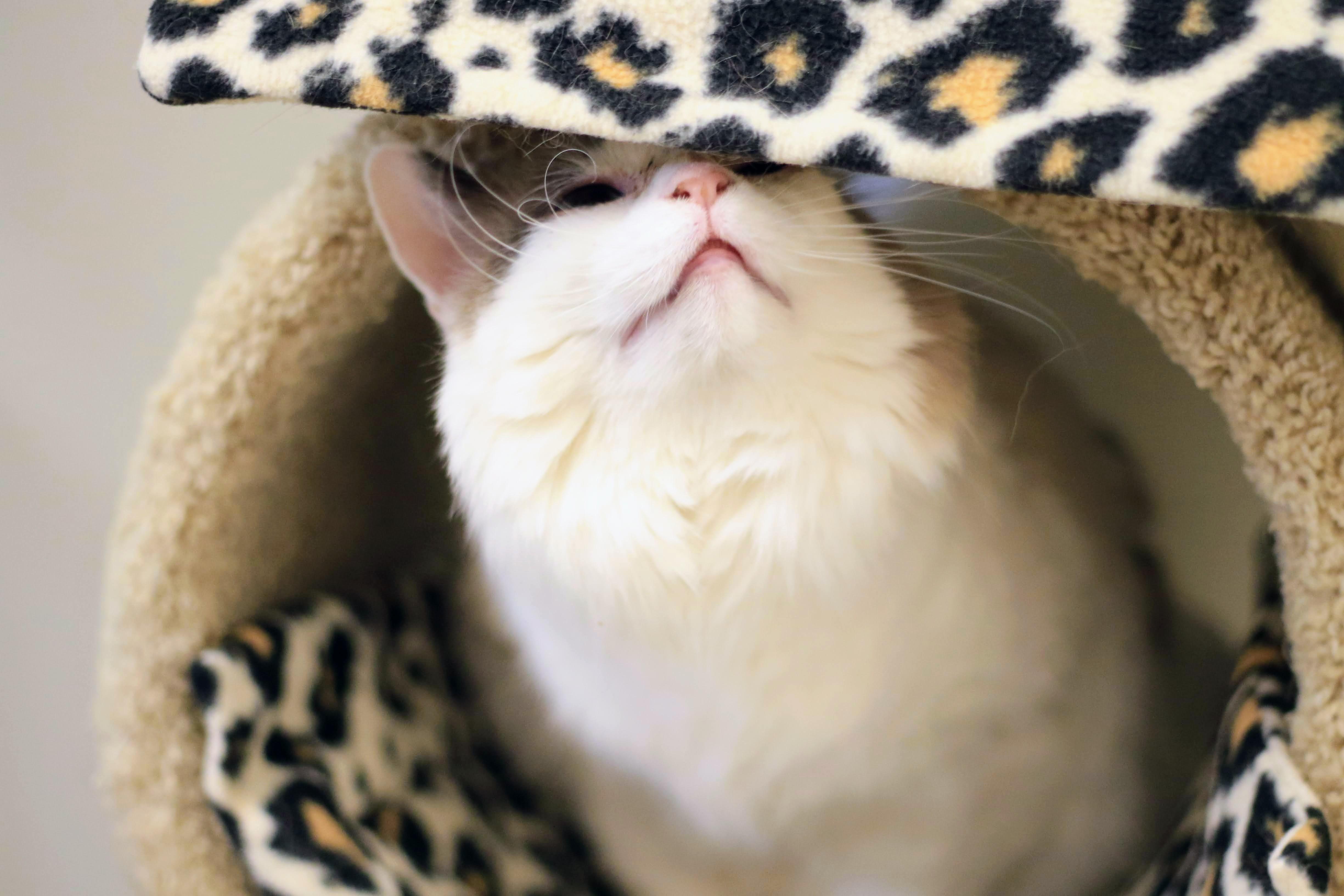 Phoebe, an adoptable Domestic Medium Hair in Boise, ID, 83709 | Photo Image 3