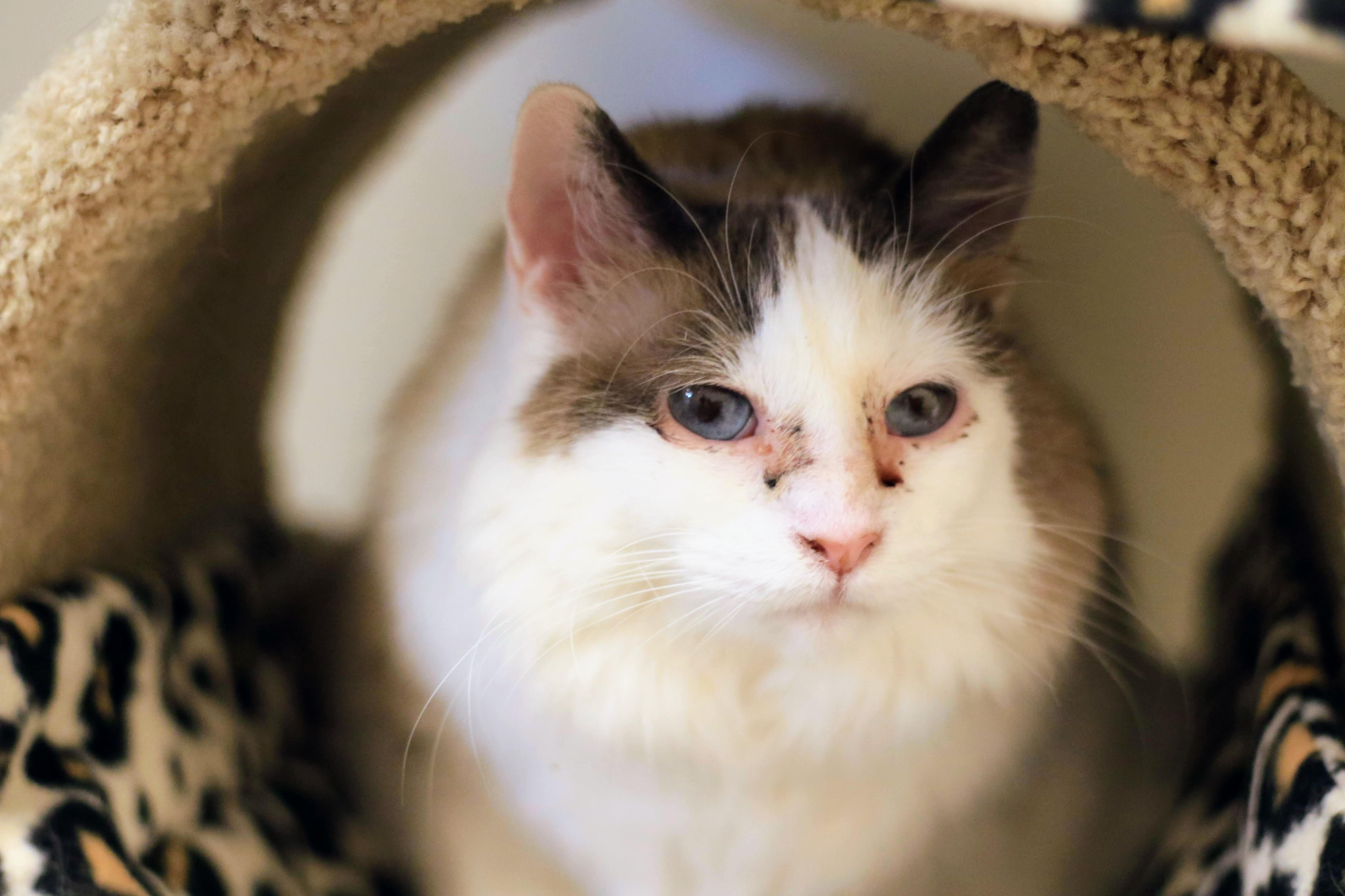Phoebe, Adult Female Domestic Medium Hair