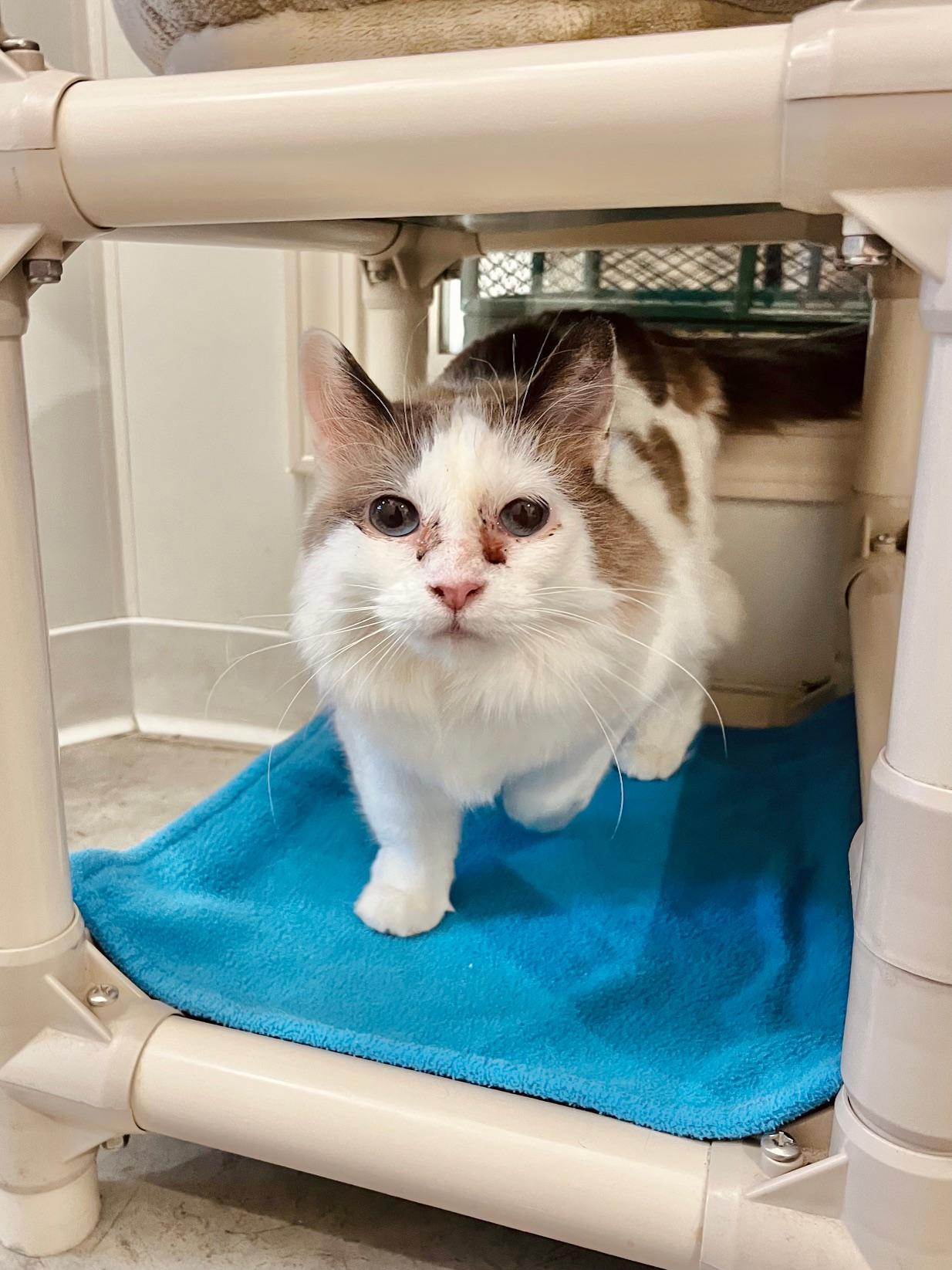 Phoebe, an adoptable Domestic Medium Hair in Boise, ID, 83709 | Photo Image 2