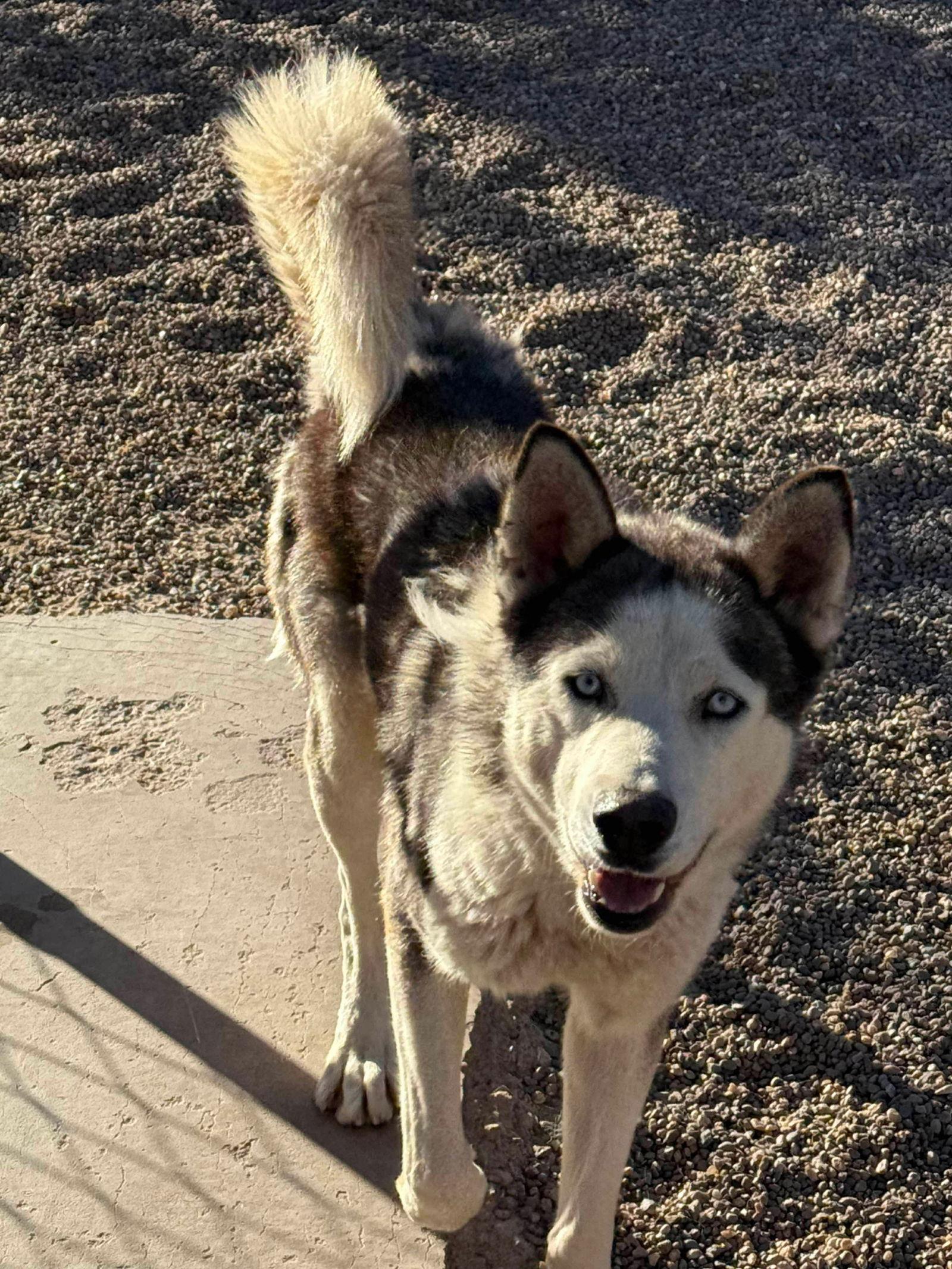 Enlarge Dante, a Adoptable Siberian Husky in Cedar Crest, NM image 2/3