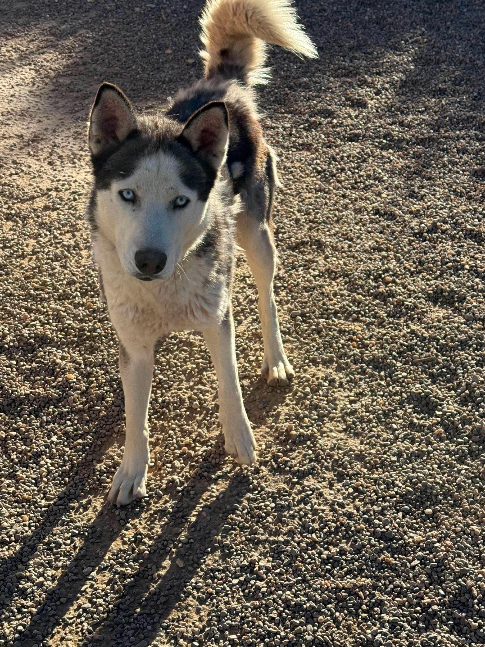 Enlarge Dante, a Adoptable Siberian Husky in Cedar Crest, NM image 3/3