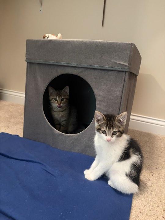 Harriette, an adopted Domestic Short Hair in Indianapolis, IN image 2/3