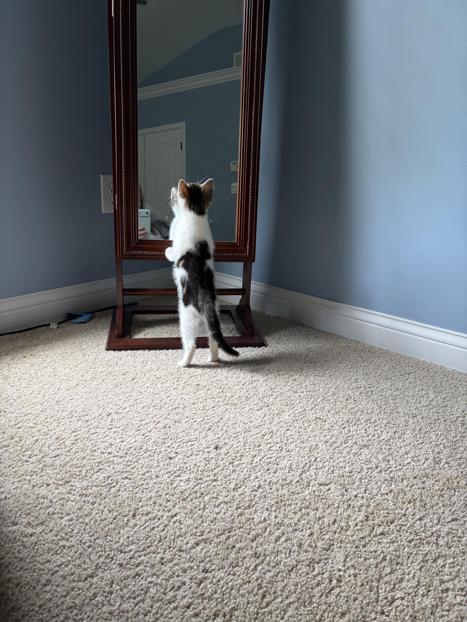 Harriette, an adopted Domestic Short Hair in Indianapolis, IN image 3/3