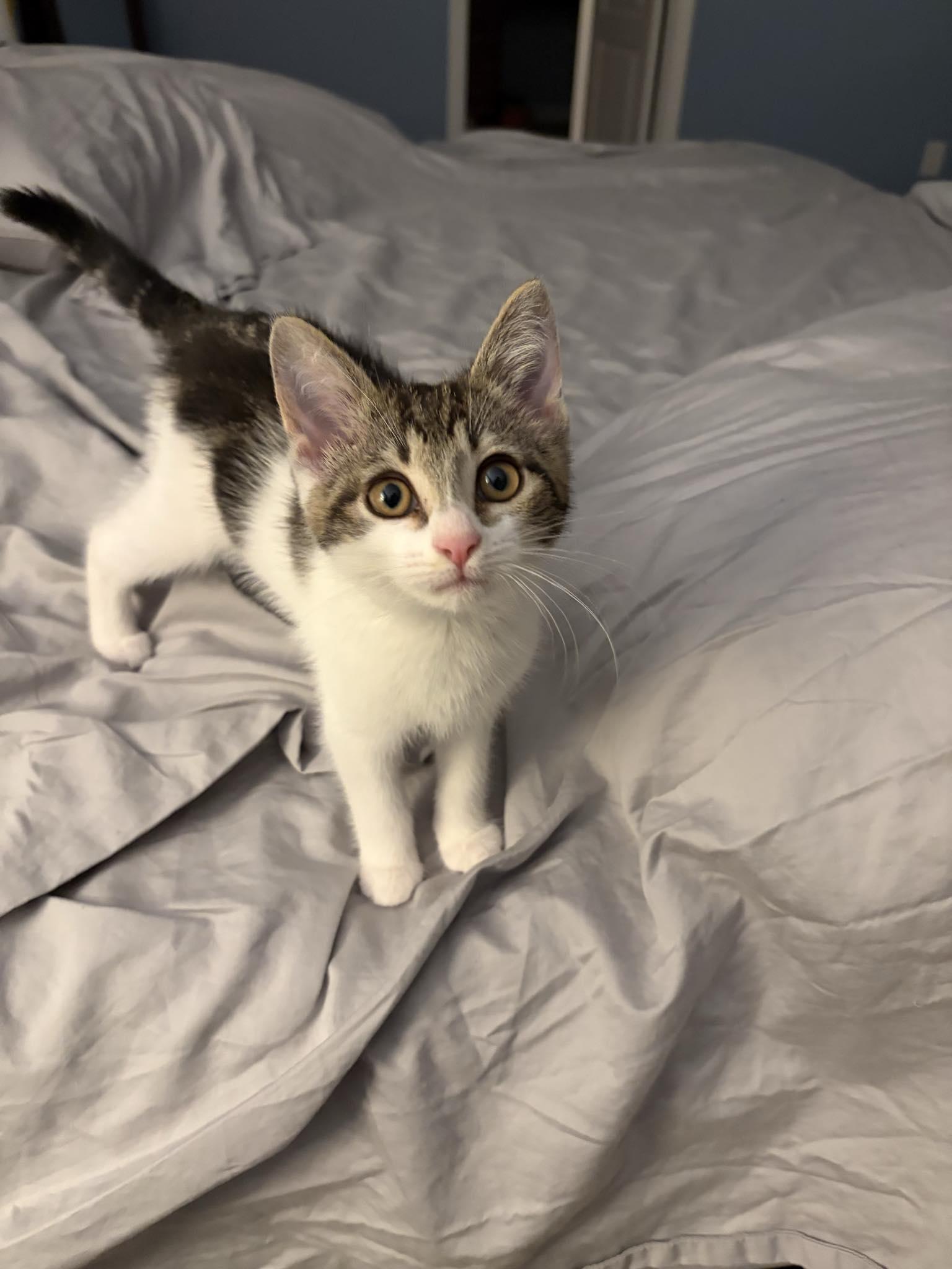 Harriette, adopted, Kitten Female Domestic Short Hair.
