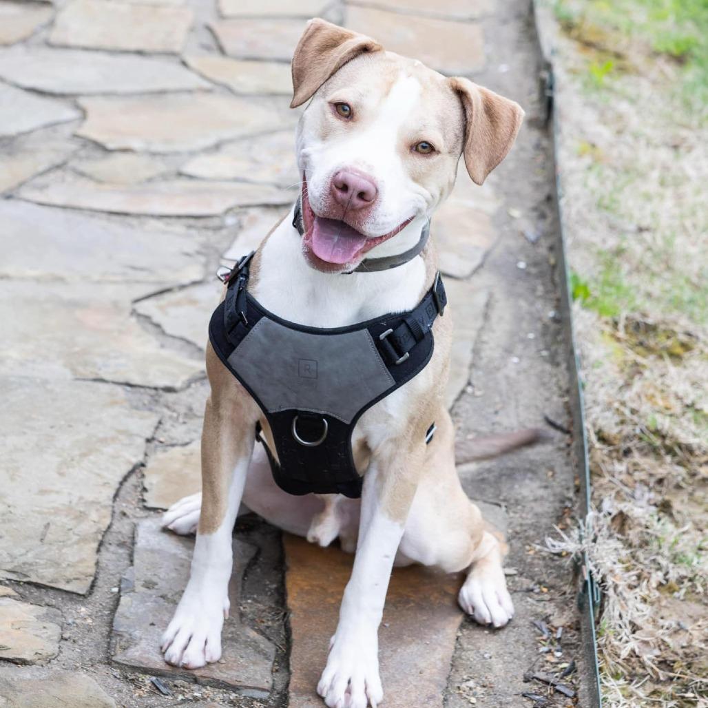 Loochie, Adoptable, Adult Male Mixed Breed.