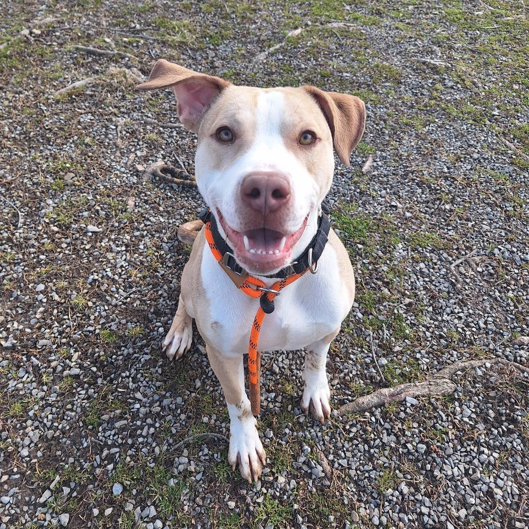 Loochie, a Adoptable Mixed Breed in Cape Girardeau, MO image 2/3