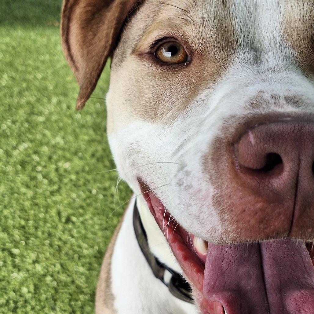 Loochie, a Adoptable Mixed Breed in Cape Girardeau, MO image 3/3