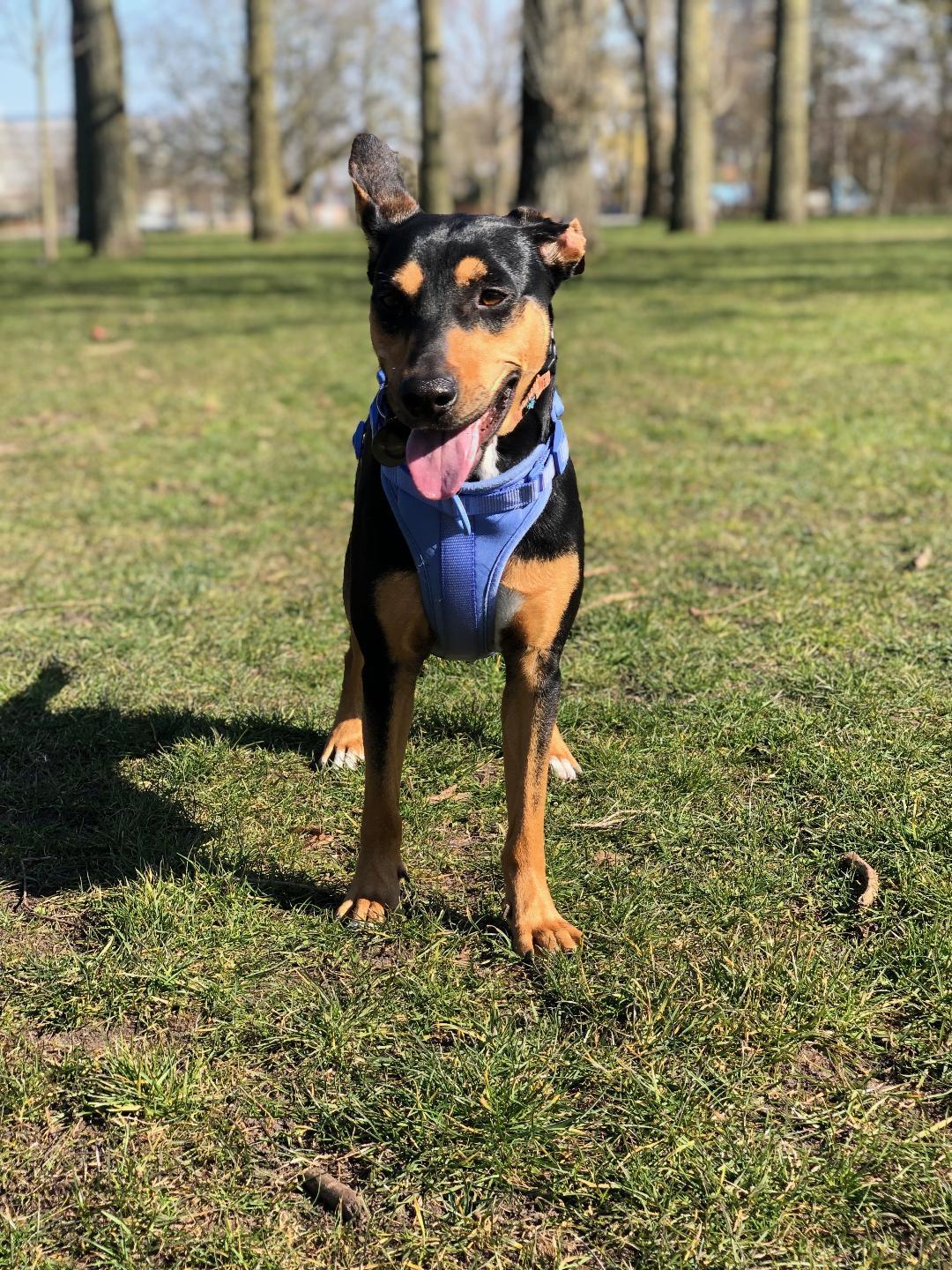 Winnie, Adoptable, Adult Female Doberman Pinscher.