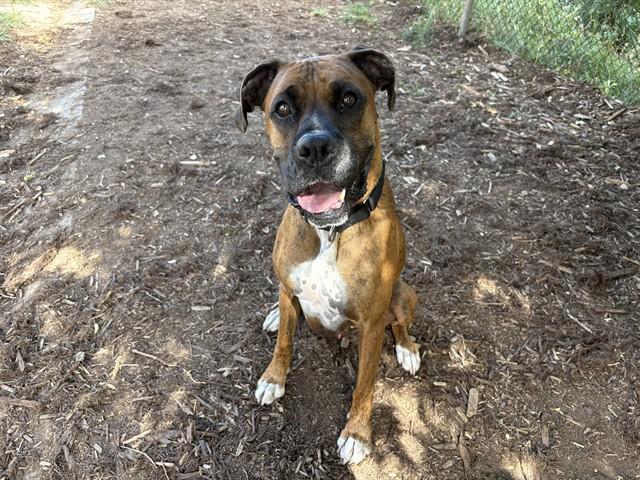Enlarge HARLEY, a Adoptable mixed breed in Denver, CO image 1/1