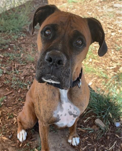 Enlarge HARLEY, a Adoptable mixed breed in Denver, CO image 1/1