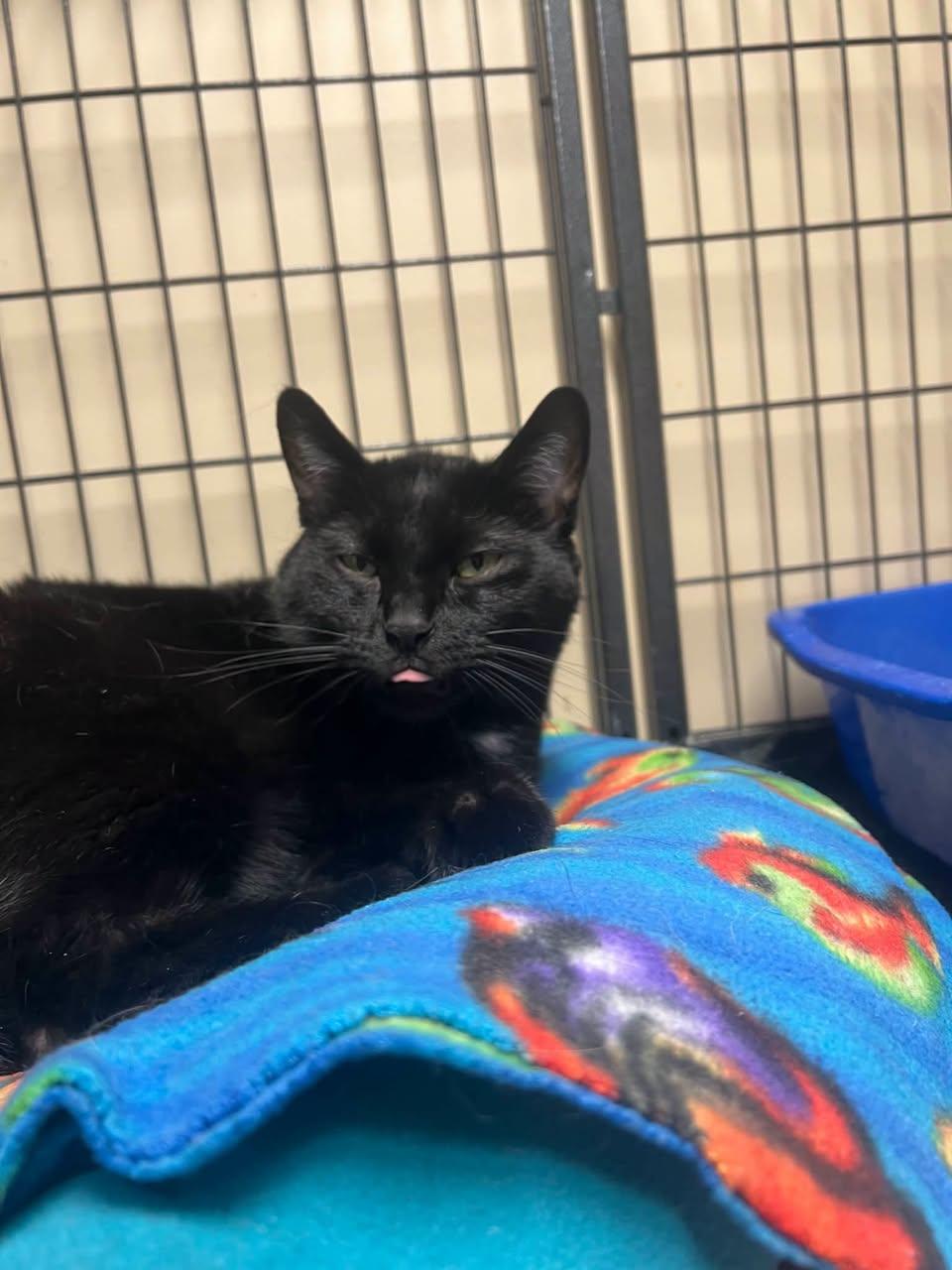 Barnaby, Adoptable, Adult Male Domestic Short Hair.