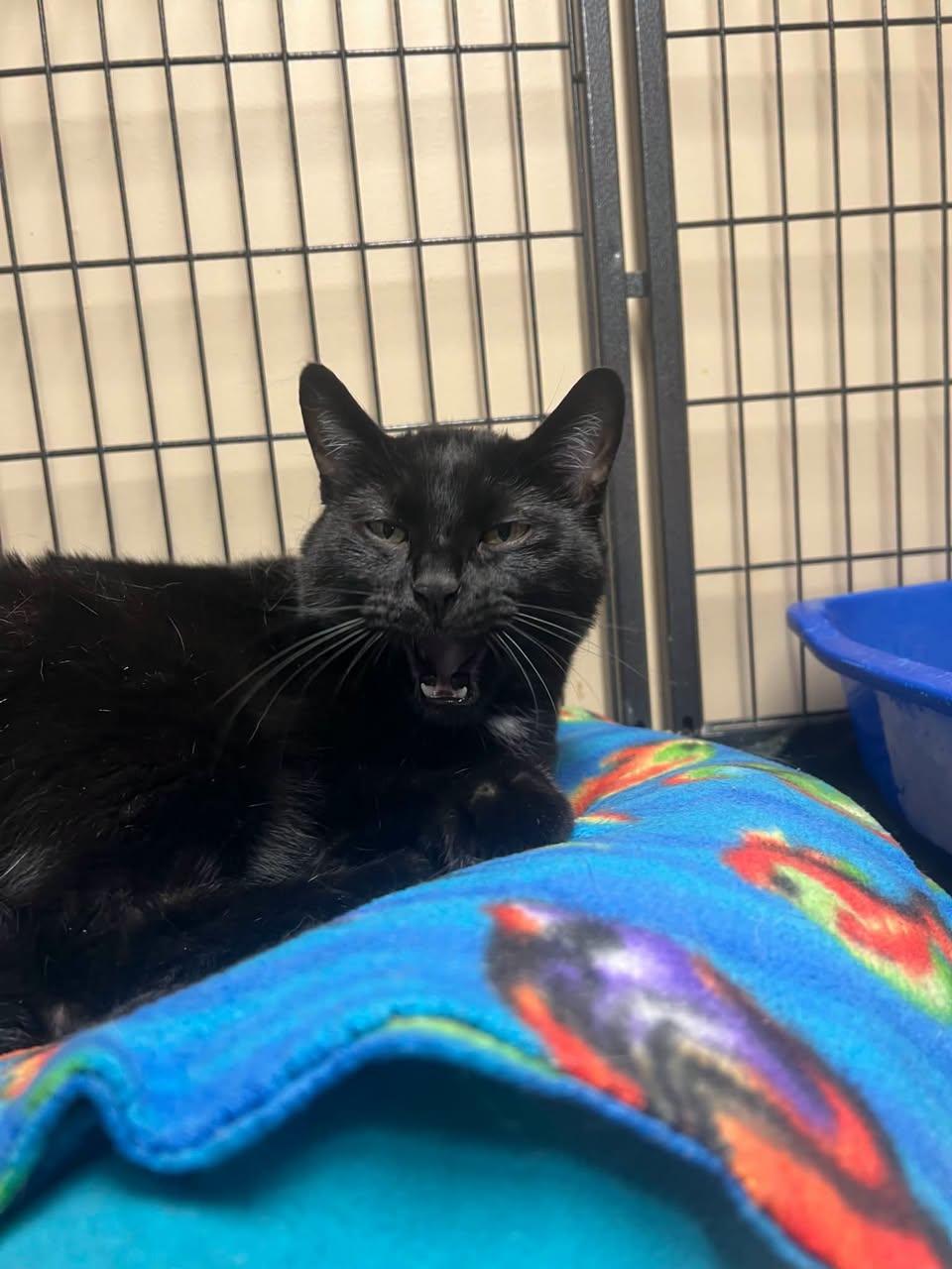 Enlarge Barnaby, a Adoptable Domestic Short Hair in Davenport, IA image 2/2