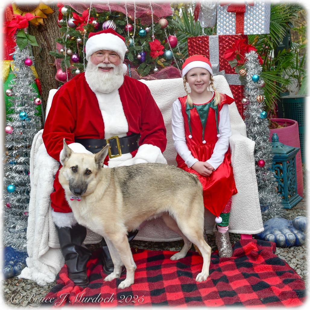 Roxette, a Adoptable German Shepherd Dog in Wake Forest, NC image 1/6