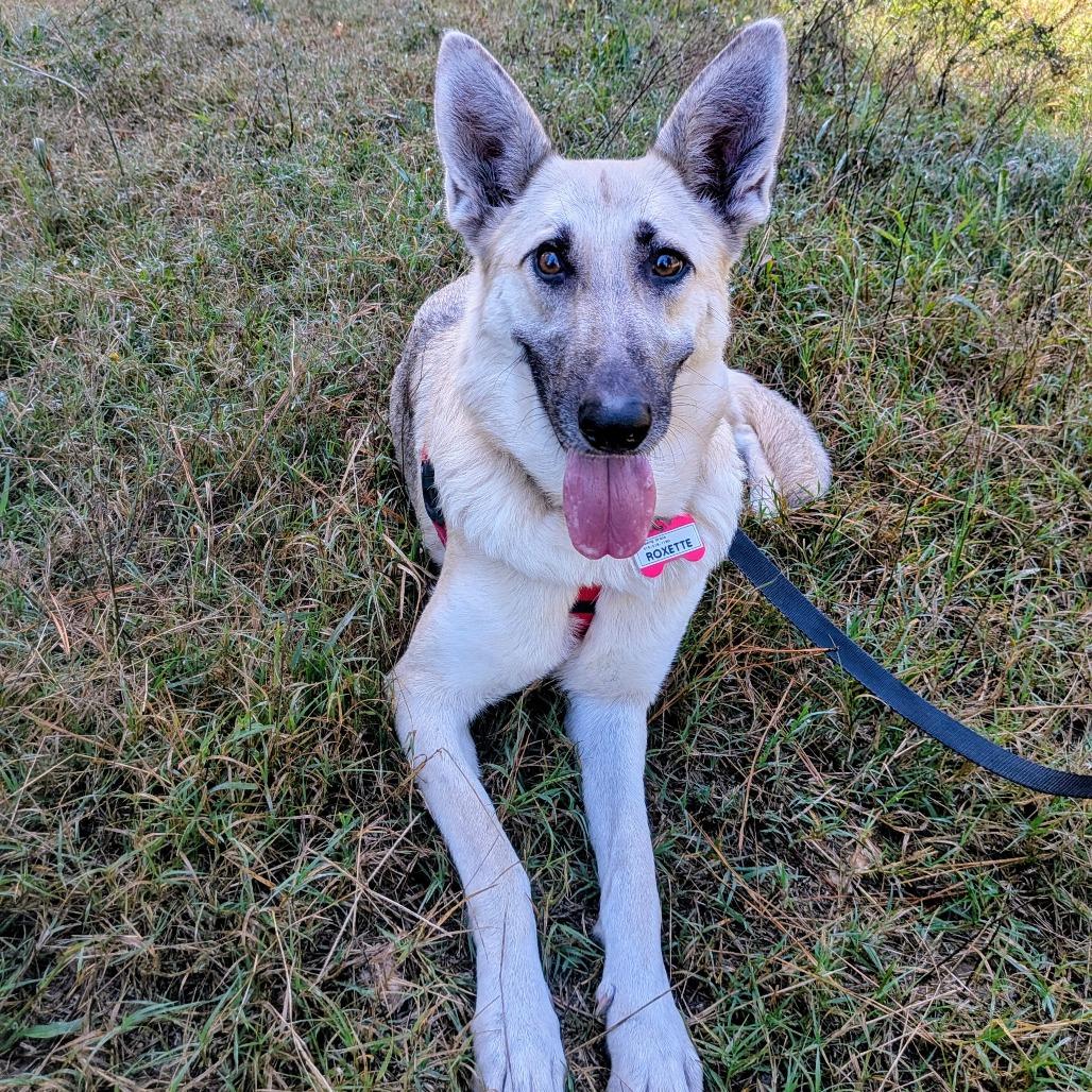Roxette, a Adoptable German Shepherd Dog in Wake Forest, NC image 2/6