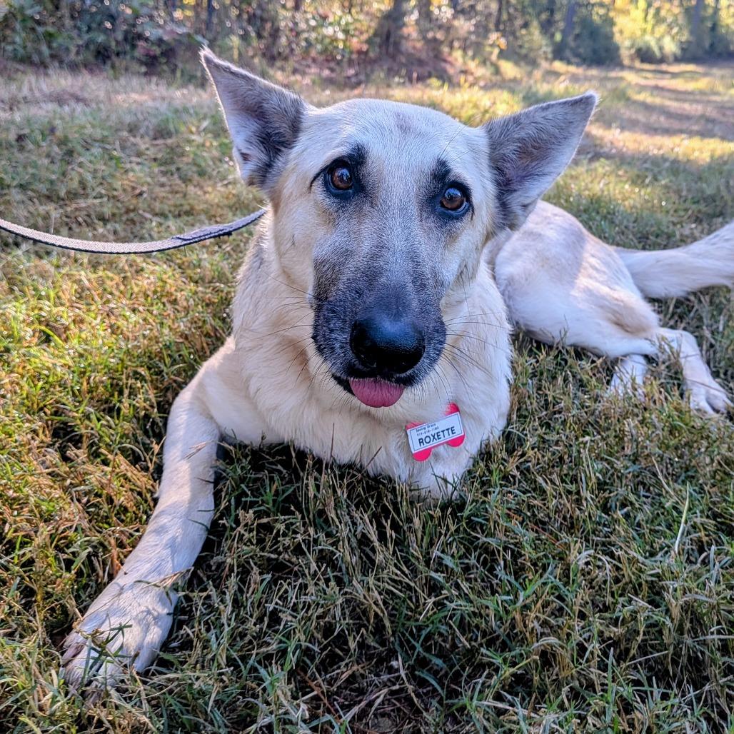 Roxette, a Adoptable German Shepherd Dog in Wake Forest, NC image 3/6