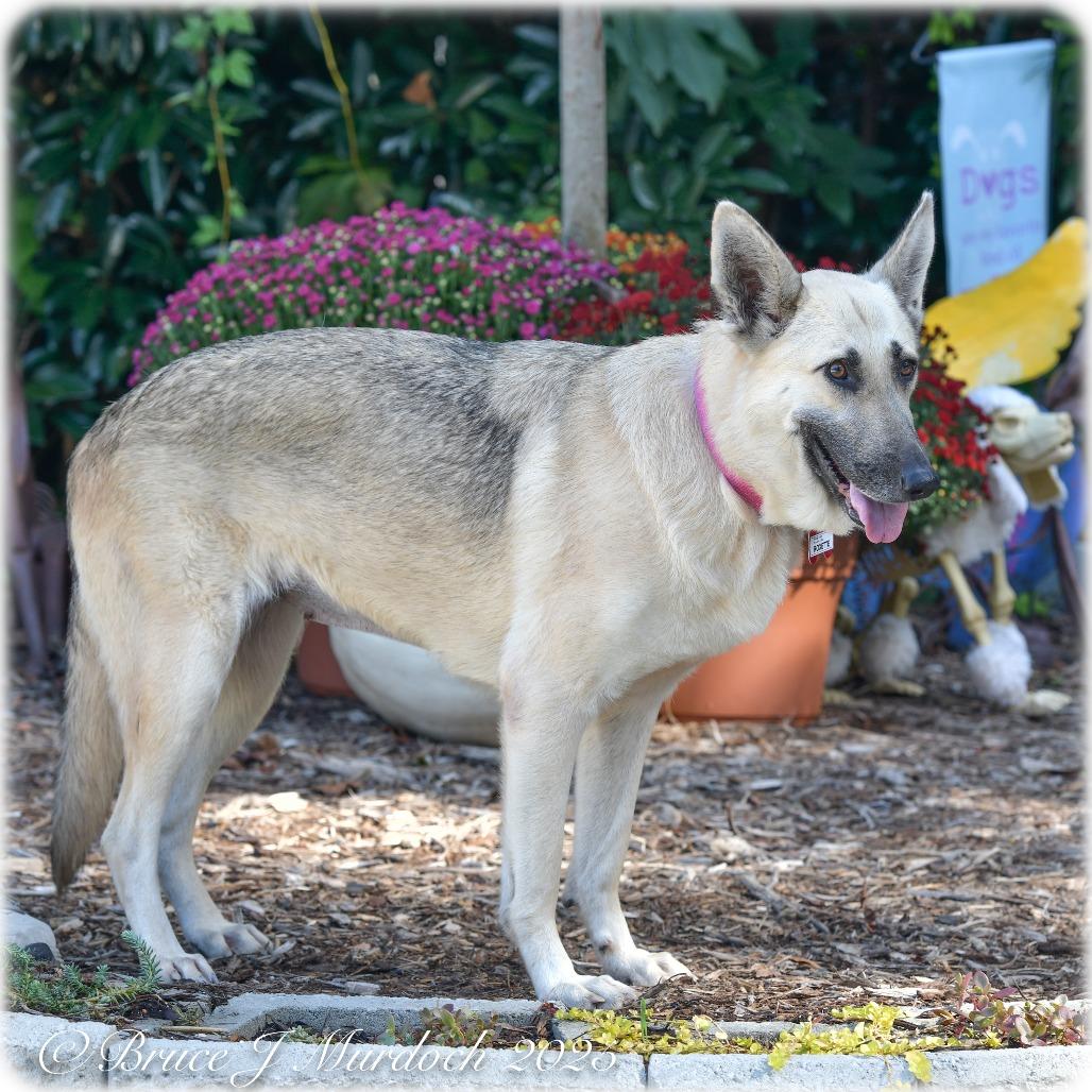 Roxette, a Adoptable German Shepherd Dog in Wake Forest, NC image 4/6