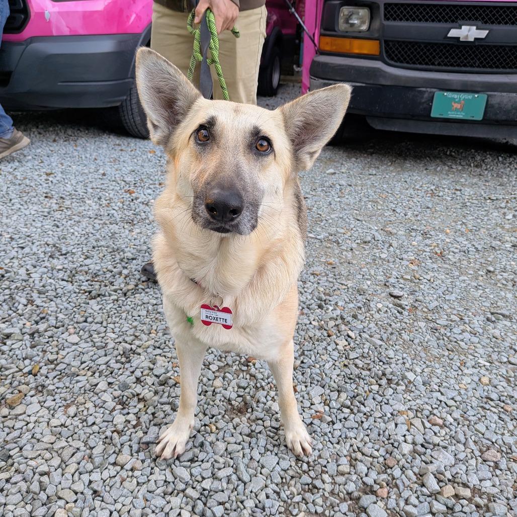 Roxette, a Adoptable German Shepherd Dog in Wake Forest, NC image 5/6