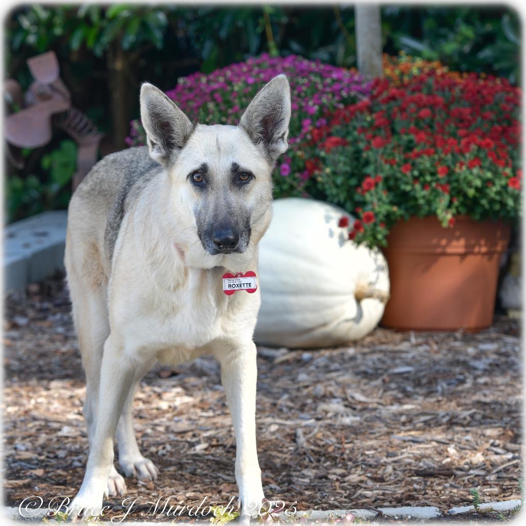 Roxette, a Adoptable German Shepherd Dog in Wake Forest, NC image 6/6