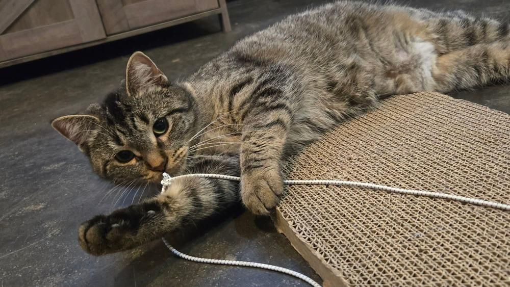 Mimi (@ Whisker Room Cat Cafe!), Adoptable, Adult Female Domestic Short Hair.