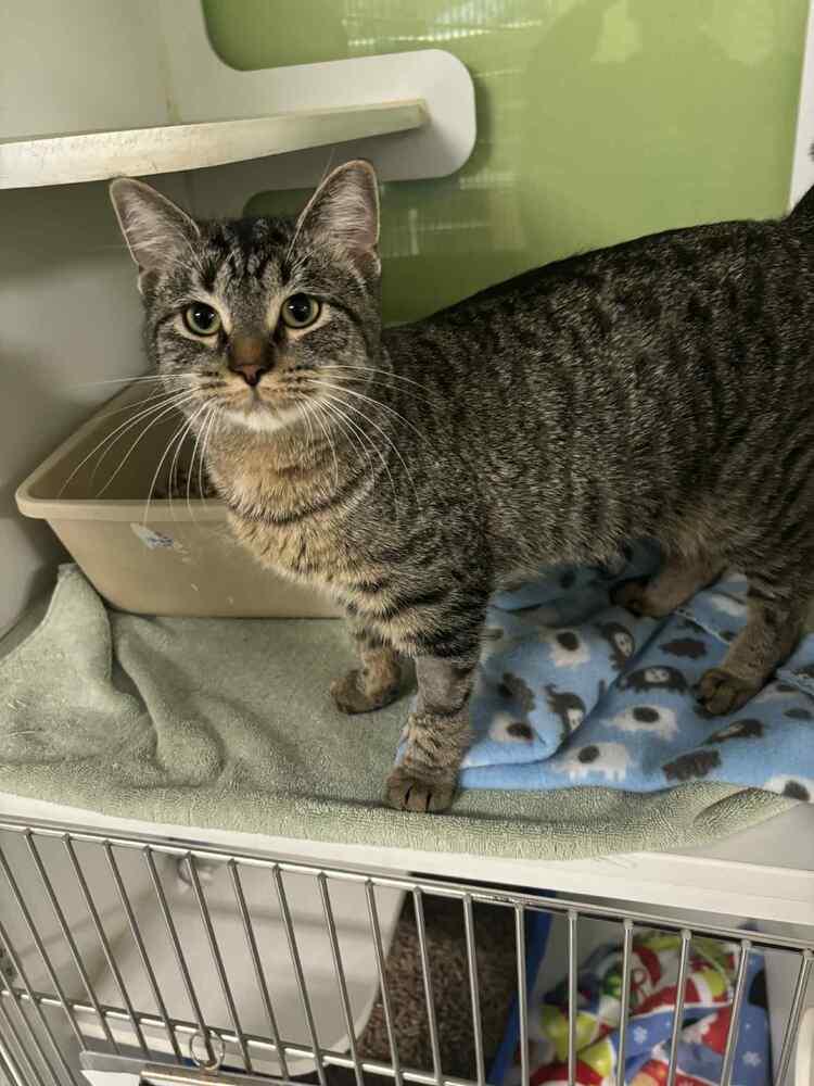 Enlarge Mimi (@ Whisker Room Cat Cafe!), a Adoptable mixed breed in Muskegon, MI image 1/1