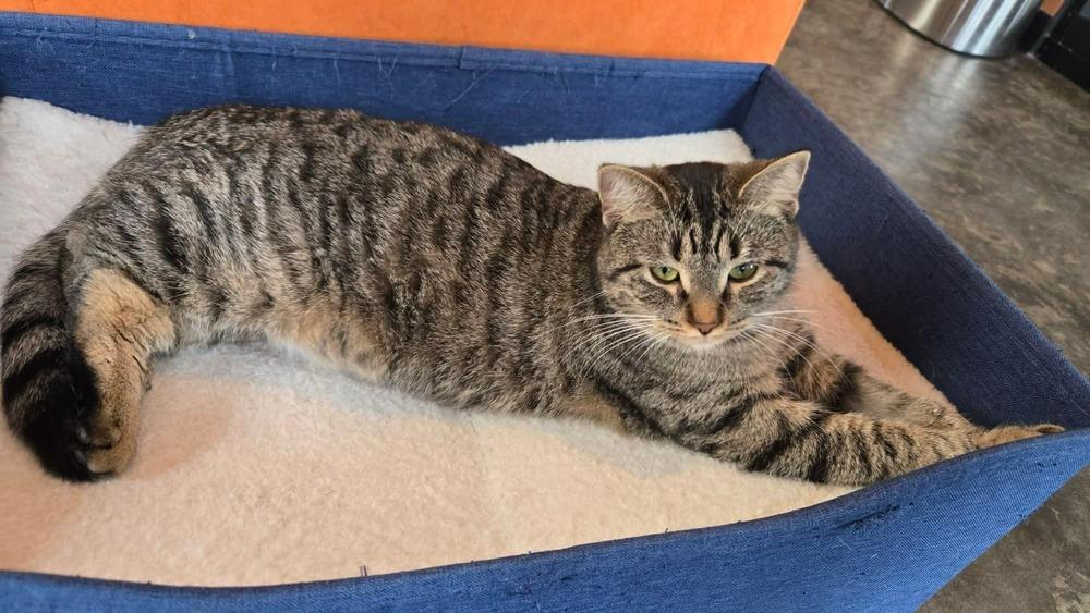 Mimi (@ Whisker Room Cat Cafe!), a Adoptable mixed breed in Muskegon, MI image 3/3