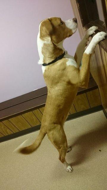 Bedo, a Adopted mixed breed in Utica, MI image 1/4