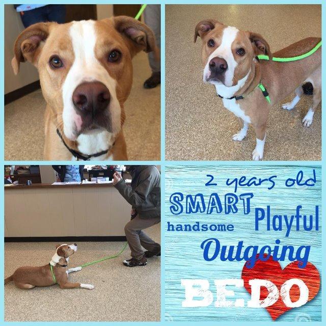 Bedo, a Adopted mixed breed in Utica, MI image 2/4