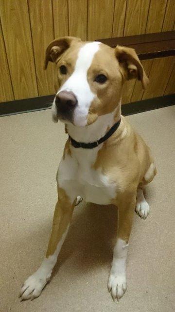 Enlarge Bedo, a Adopted mixed breed in Utica, MI image 2/4