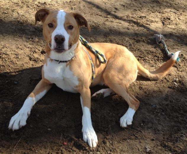 Bedo, a Adopted mixed breed in Utica, MI image 4/4