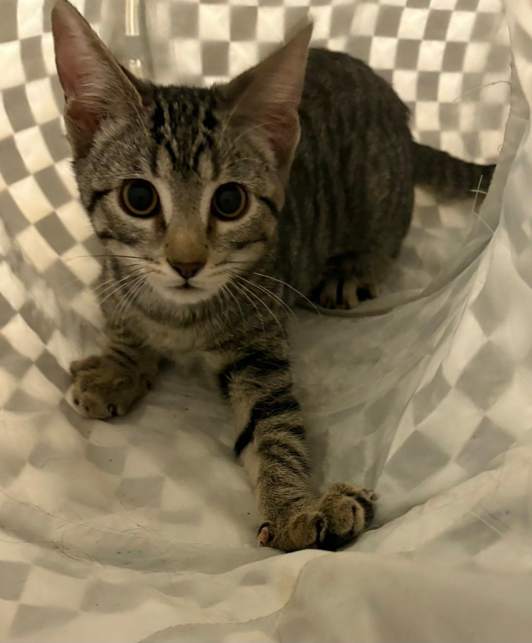 Enlarge Gigi, a Adoptable Domestic Short Hair in Lincoln, NE image 3/4