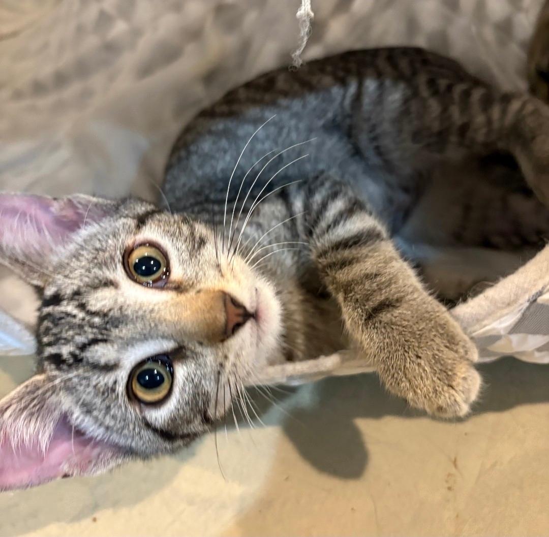 Enlarge Gigi, a Adoptable Domestic Short Hair in Lincoln, NE image 2/4