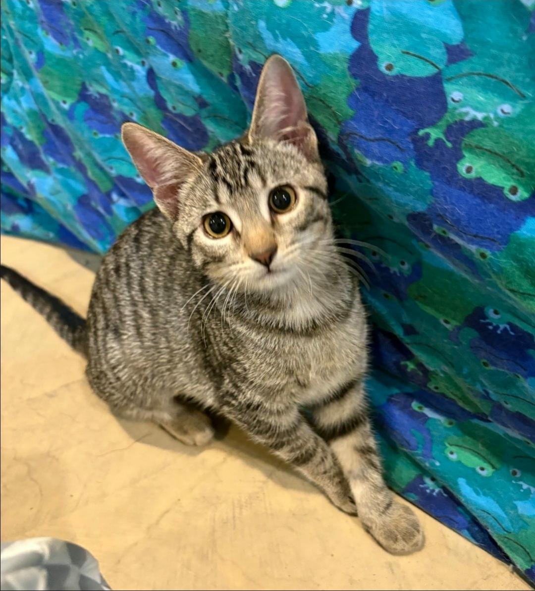 Gigi, Adoptable, Kitten Female Domestic Short Hair.