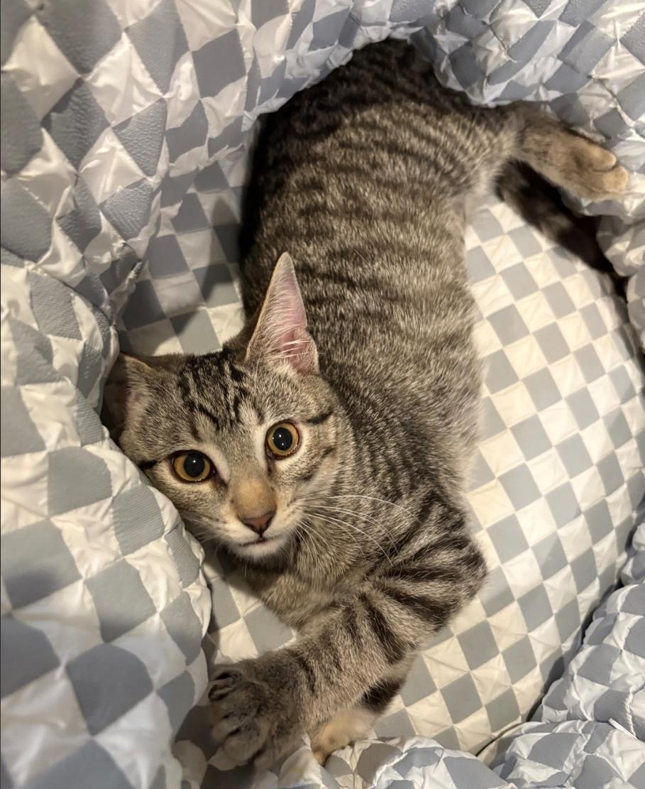 Enlarge Gigi, a Adoptable Domestic Short Hair in Lincoln, NE image 4/4