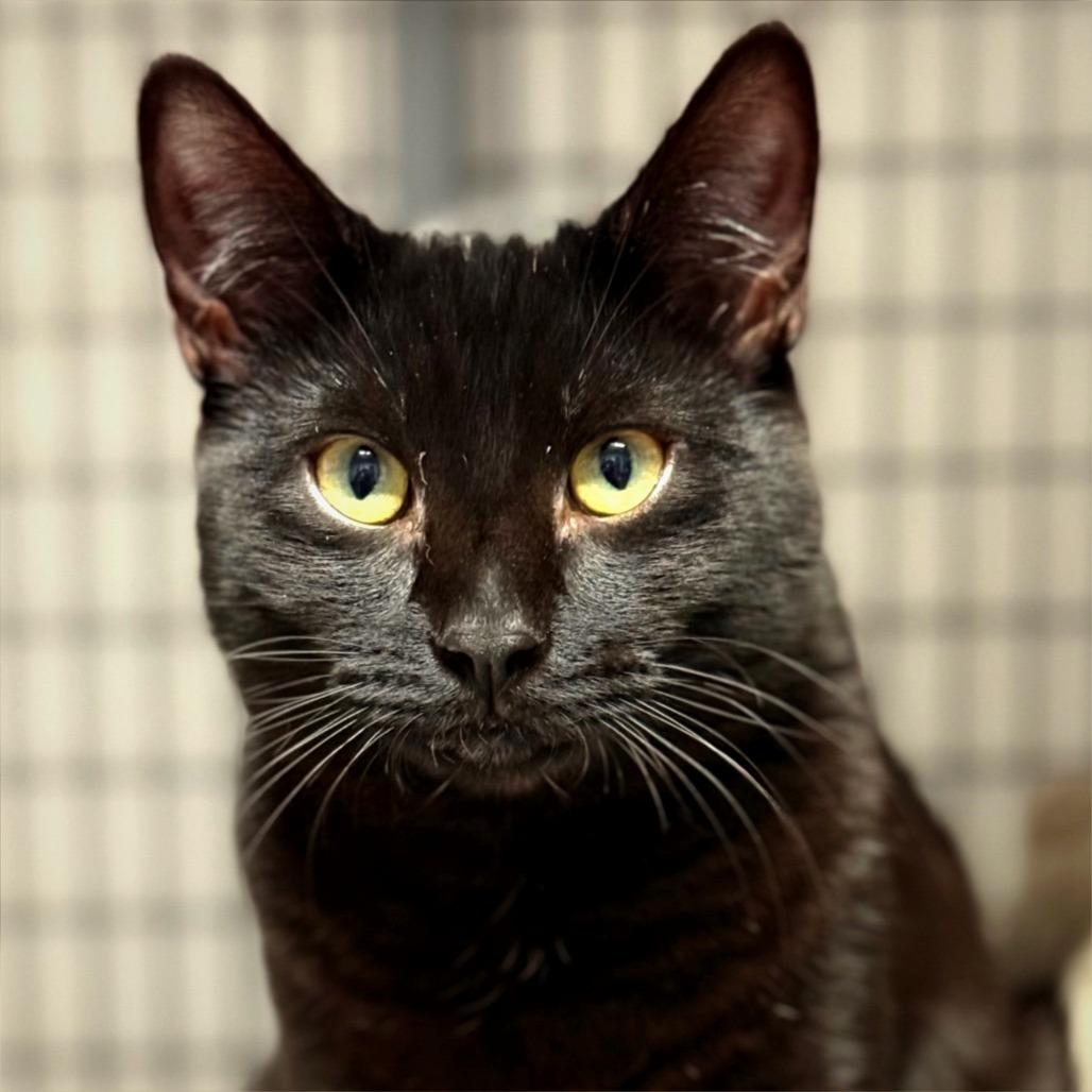 Rock, Adoptable, Young Male Domestic Short Hair.