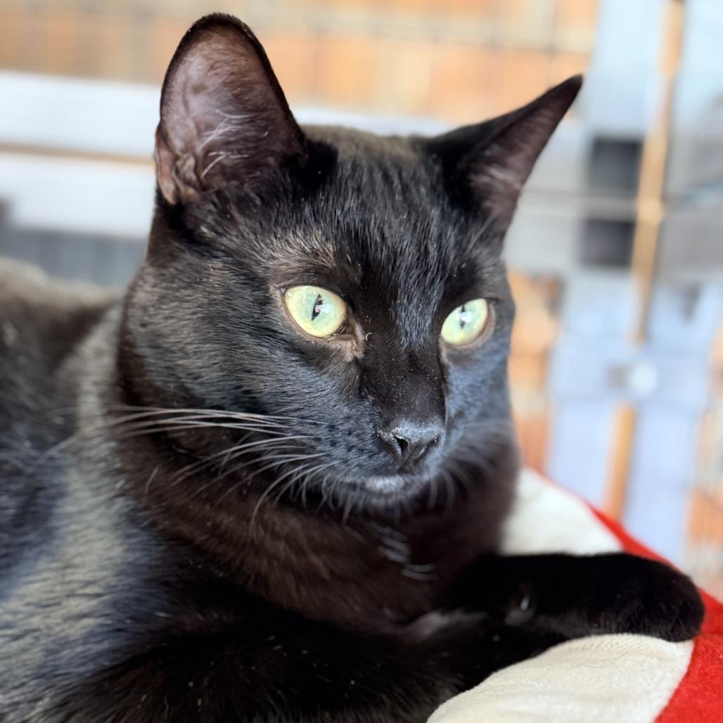 Rock, a Adoptable Domestic Short Hair in Redwood Valley, CA image 2/6