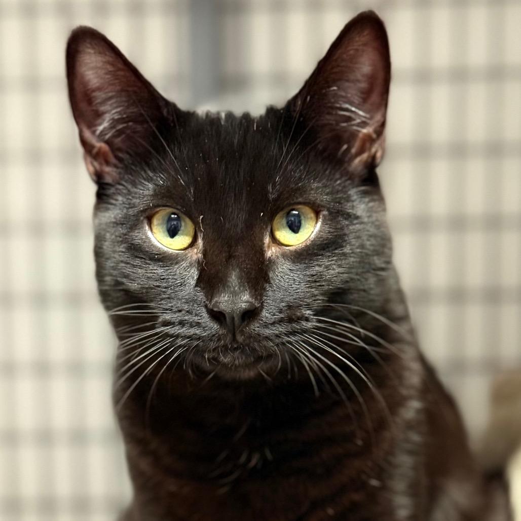 Enlarge Rock, a Adoptable Domestic Short Hair in Redwood Valley, CA image 2/5