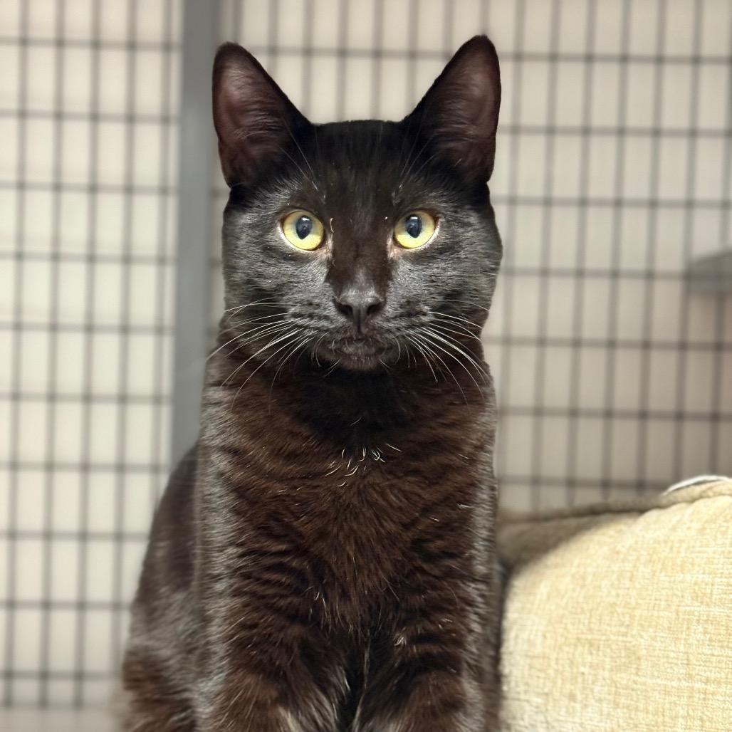 Enlarge Rock, a Adoptable Domestic Short Hair in Redwood Valley, CA image 3/5