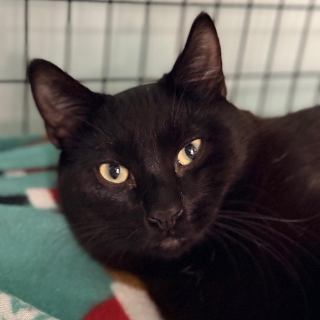 Enlarge Rock, a Adoptable Domestic Short Hair in Redwood Valley, CA image 4/5