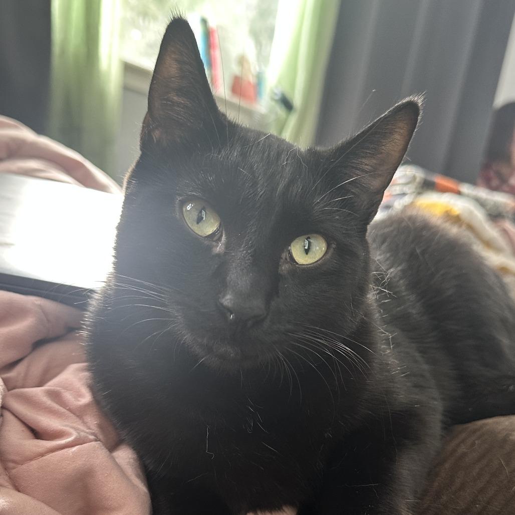 Rock, a Adoptable Domestic Short Hair in Redwood Valley, CA image 6/6