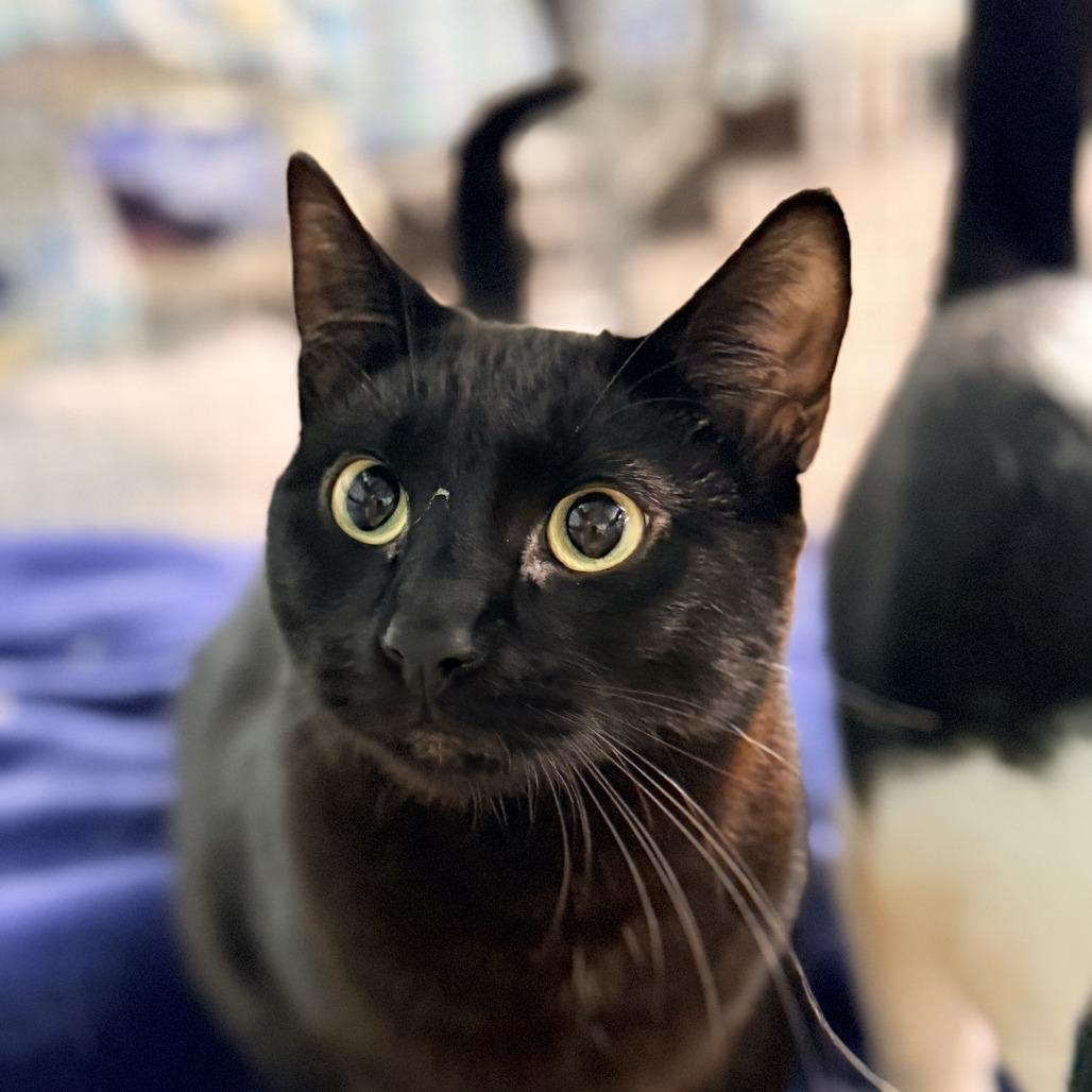 Rock, a Adoptable Domestic Short Hair in Redwood Valley, CA image 6/6