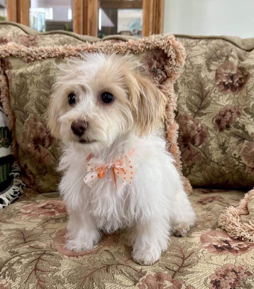 Enlarge Zoey, a Adopted mixed breed in Rancho Cucamonga, CA image 1/4