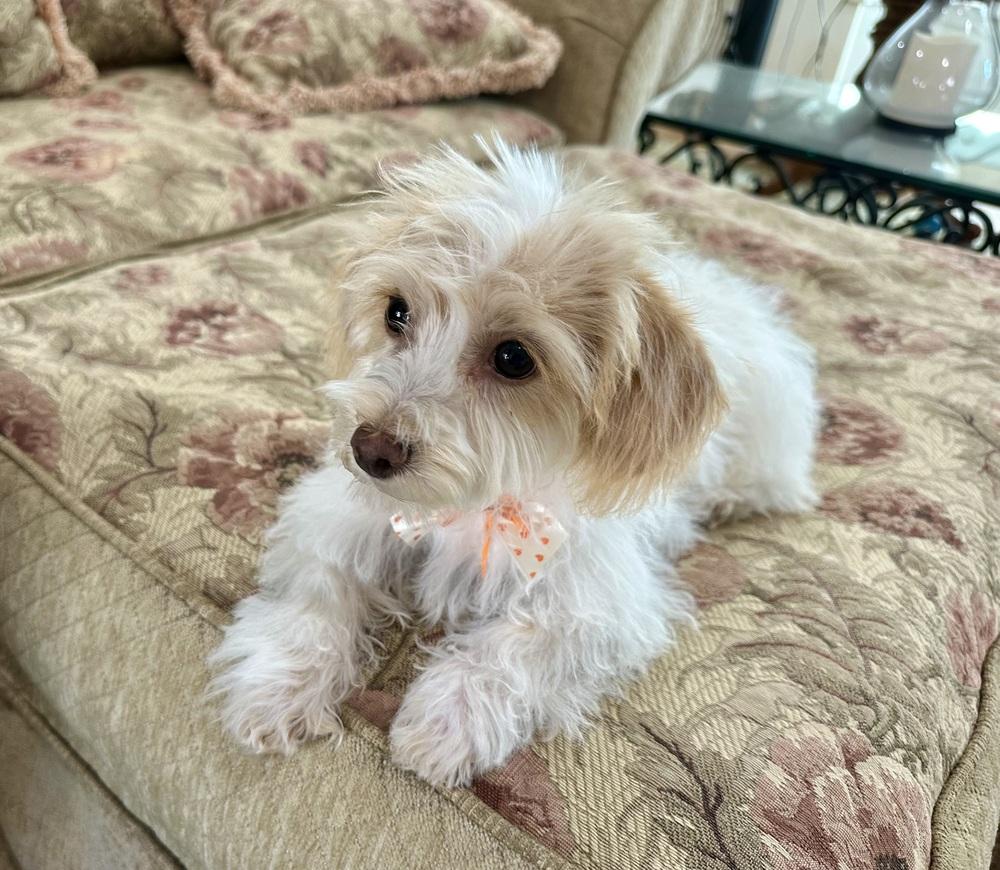 Zoey, Adopted, Puppy Female Terrier.