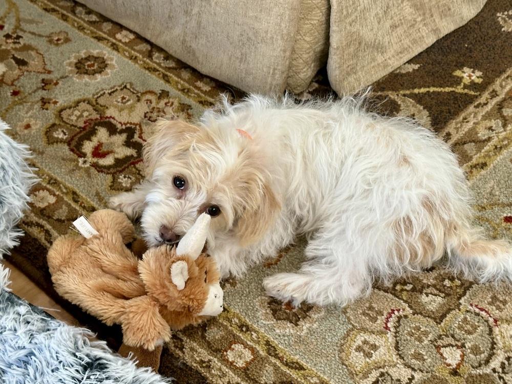 Enlarge Zoey, a Adopted mixed breed in Rancho Cucamonga, CA image 3/4