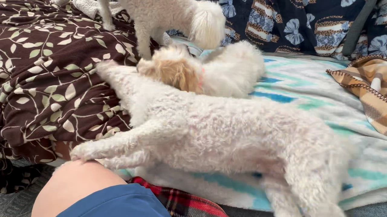 Enlarge Zoey, a Adopted mixed breed in Rancho Cucamonga, CA video 4/4