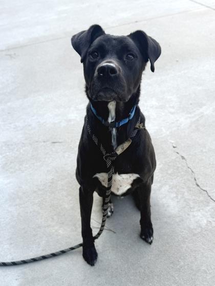 Barnacle Boy, Adoptable, Adult Male Pit Bull Terrier & Mixed Breed.