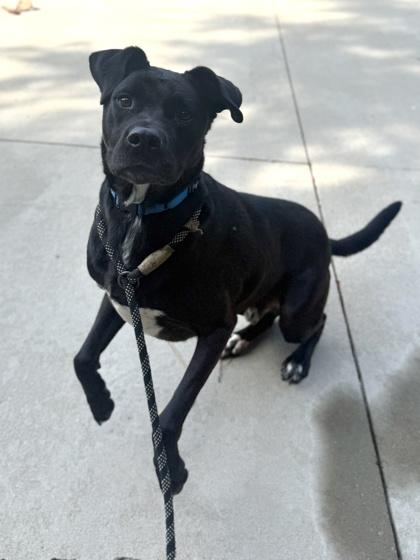 Barnacle Boy, a Adoptable mixed breed in King William, VA image 2/2
